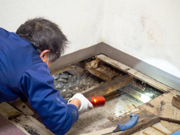 Best Commercial Mold Removal  in Olathe, CO