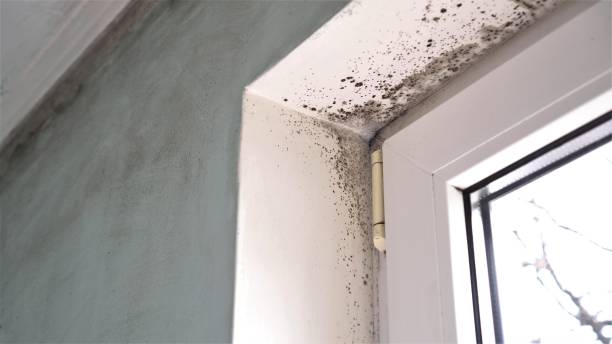 Best Mold Damage Repair  in Olathe, CO