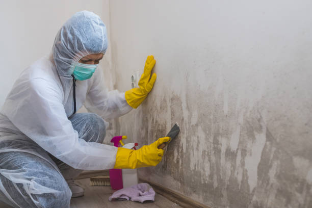 Best Fast Mold Removal  in Olathe, CO