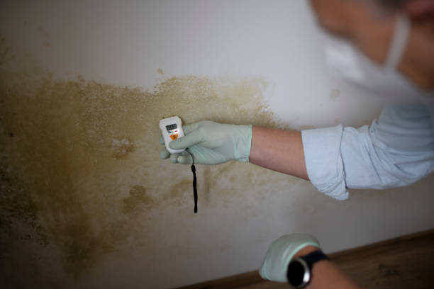 Best Mold Remediation Services  in Olathe, CO