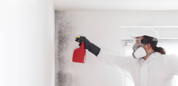 Best Certified Mold Removal  in Olathe, CO