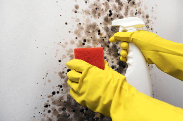 Best Black Mold Removal  in Olathe, CO