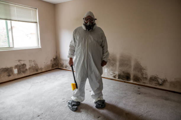 Best Toxic Mold Removal  in Olathe, CO