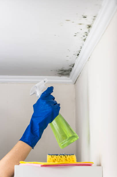 Best Residential Mold Removal  in Olathe, CO