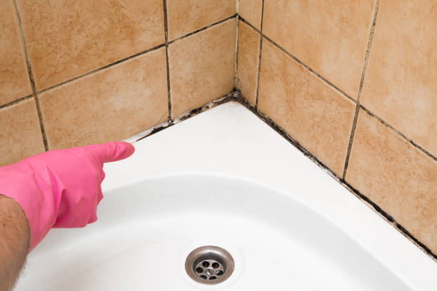 Trusted Olathe, CO Mold Removal Experts